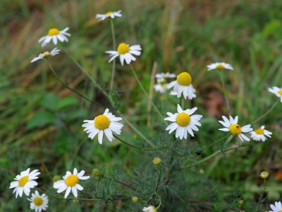 Holiday park Bungalow in der Eifel am Waldrand - Outdoor photo 40