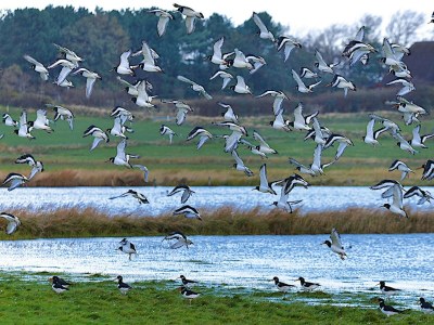 Holiday house Doppelhaus in Oldsum auf Foehr - Environment photo 24