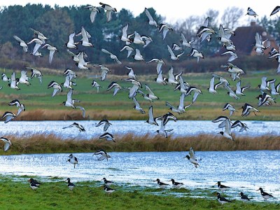 Holiday house Doppelhaus in Oldsum auf Foehr - Outdoor photo 31