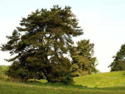 Holiday house Reihenhaus am Gardersee - Environment photo 28