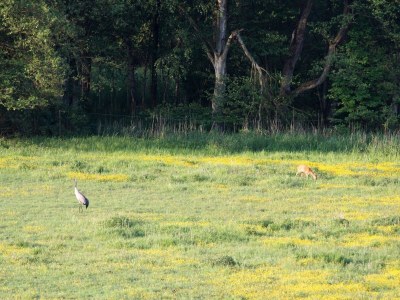 Holiday house Reihenhaus am Gardersee - Environment photo 29