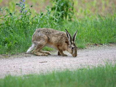 Holiday house Reihenhaus am Gardersee - Outdoor photo 39