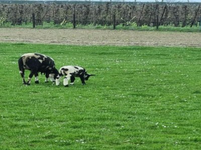 Holiday park Lodge am Markermeer mit nachhaltigem Design - Environment photo 26