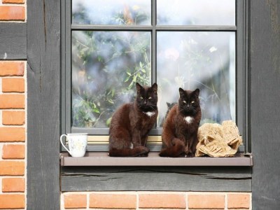 Holiday house Doppelhaushälfte Seestern, Lohmen - Outdoor photo 7