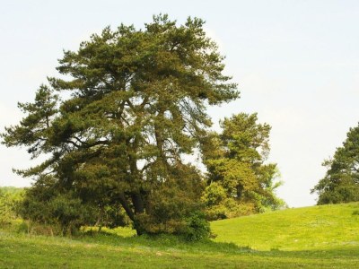 Holiday house Doppelhaushälfte Seestern, Lohmen - Environment photo 23