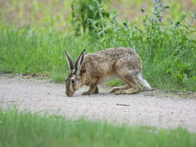 Holiday house Doppelhaushälfte Seestern, Lohmen - Environment photo 26