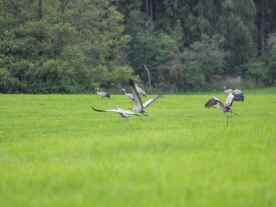 Holiday house Doppelhaushälfte Seestern, Lohmen - Environment photo 29