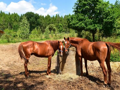Holiday house Doppelhaushälfte Seestern, Lohmen - Environment photo 31