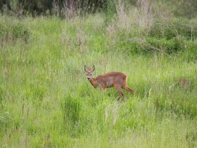 Holiday house Doppelhaushälfte Seestern, Lohmen - Environment photo 33