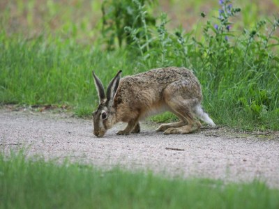 Holiday house Haus am Gardersee mit Garten - Environment photo 24