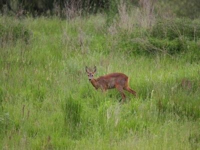Holiday house Haus am Gardersee mit Garten - Environment photo 28