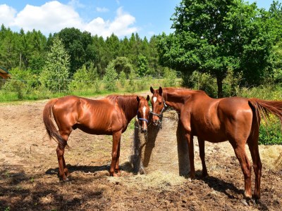 Holiday house Haus am Gardersee mit Garten - Environment photo 30
