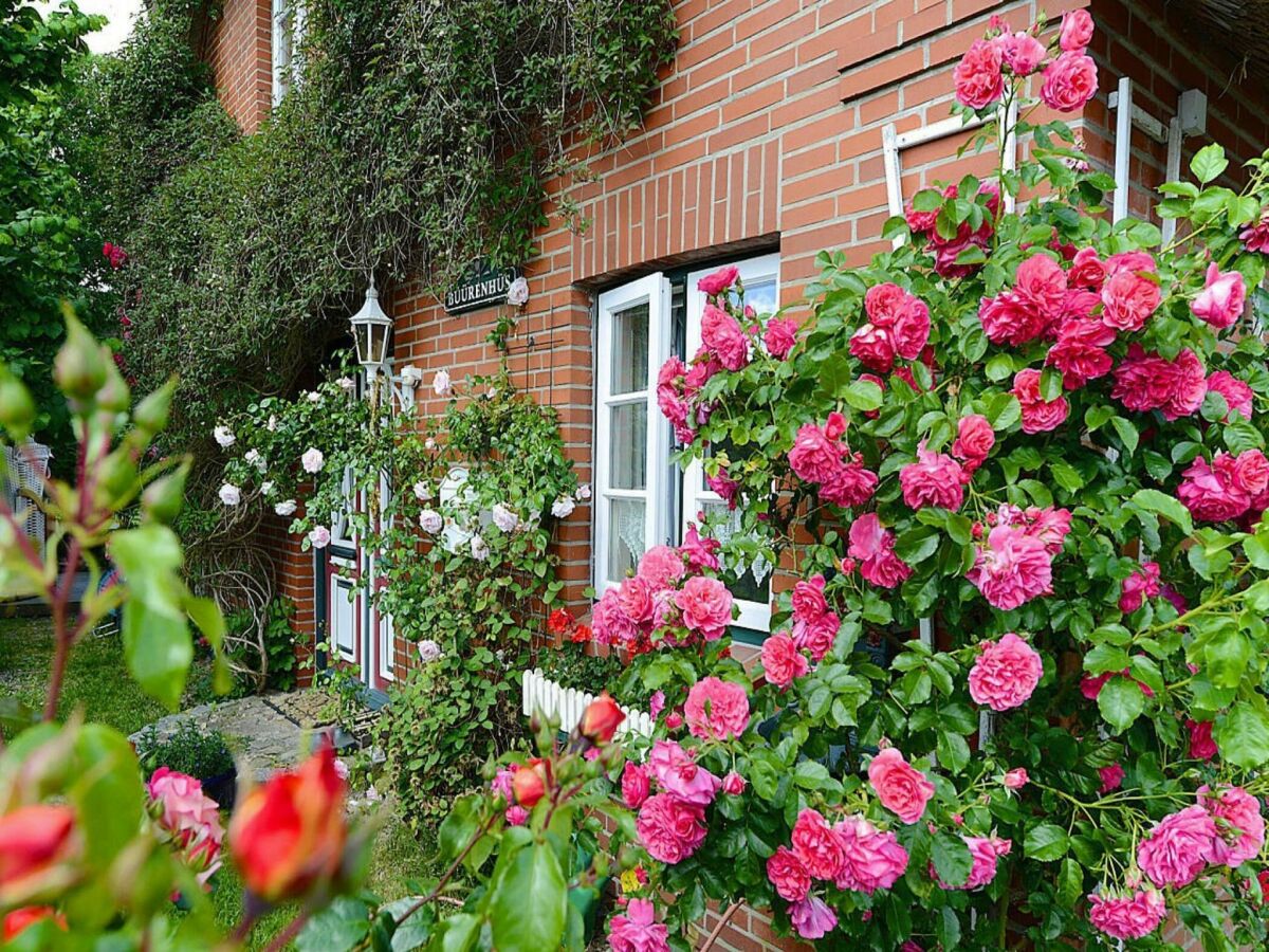 Holiday house Ferienwohnung in Oevenum auf Föhr - Outdoor photo 4