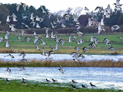 Holiday house Ferienwohnung in Oevenum auf Föhr - Outdoor photo 12