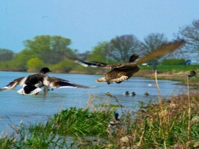 Holiday park Villa in Klein Vink mit Thermaalbad-Zugang - Environment photo 14