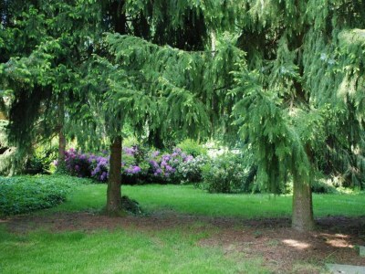 Holiday park Villa in Arcen with Sun Shower & Garden - Environment photo 11