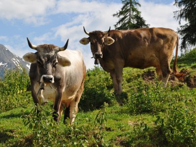 Farmhouse Holiday apartment "Talblick" - Maiernhof Farm - Environment photo 10