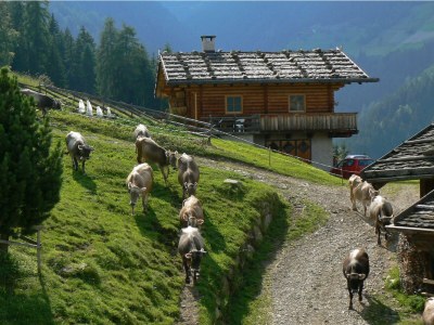 Farmhouse Holiday apartment "Talblick" - Maiernhof Farm - Environment photo 12