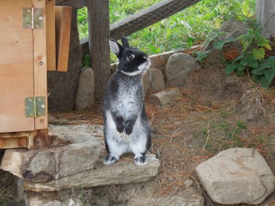 Farmhouse Holiday apartment "Talblick" - Maiernhof Farm - Environment photo 15
