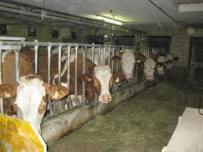 Holiday apartment Birkenhof - Environment photo 20