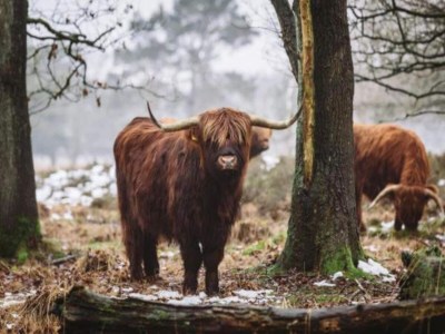 Holiday park Chalet mit Geschirrspüler in der Nähe des - Environment photo 18