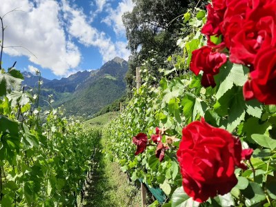 Apartment Sittnerhof Agriturismo - Apartment Carpe Diem - Outdoor photo 4