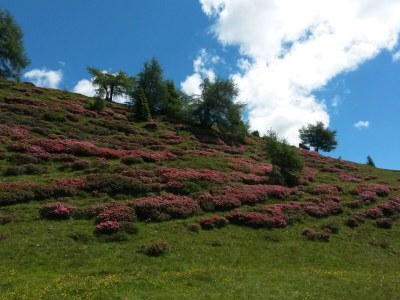 Apartment Sittnerhof Agriturismo - Apartment Carpe Diem - Environment photo 26