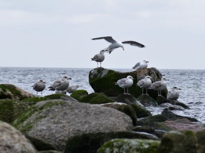 Holiday apartment Ostseeblick Berolina. - Environment photo 29