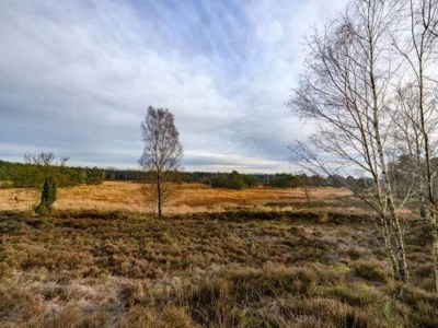Holiday park Designer Chalet in the Veluwe - Environment photo 24