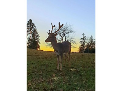 Holiday apartment At the Ehrenmättlehof - Environment photo 40