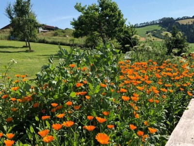 Holiday park Family Holiday Home in Bavaria - Environment photo 22