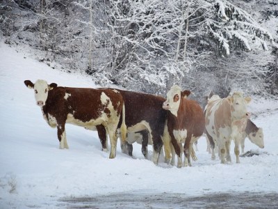 Apartment Wohnung in Fügen bei Spieljochbahn - Environment photo 23