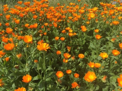 Holiday park Familienunterkunft in Waldkirchen im Ferienpark - Environment photo 23