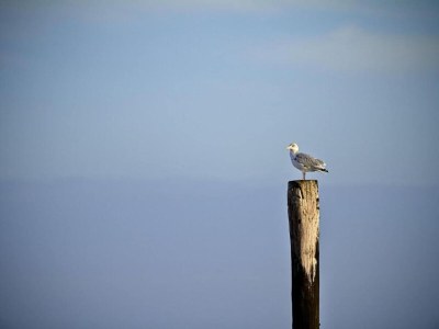 Holiday park Tiny House in Zeeland near Nieuwvliet Beach - Environment photo 16