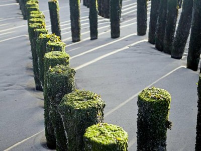 Holiday park Lodge in Zeeland near Nieuwvliet Beach - Environment photo 12