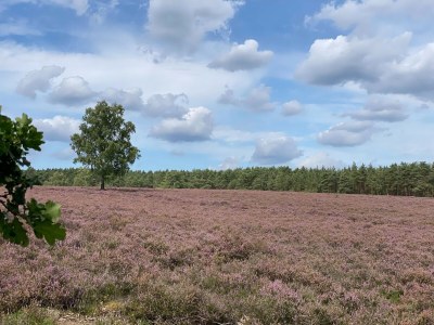 Holiday house Ferienhaus in Fassberg mit Gemeinschaftspool - Environment photo 34