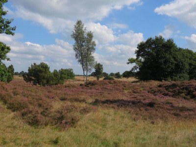 Holiday park Nature Stay in Hunzedal - Environment photo 14