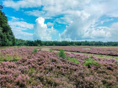 Holiday park Forest Glamping near Emmen - Environment photo 11