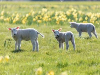 Holiday park Forest Glamping near Emmen - Environment photo 24
