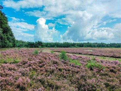 Holiday park Forest Glamping near Emmen - Environment photo 30