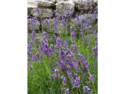 Holiday house Villa Hanna - Outdoor photo 7