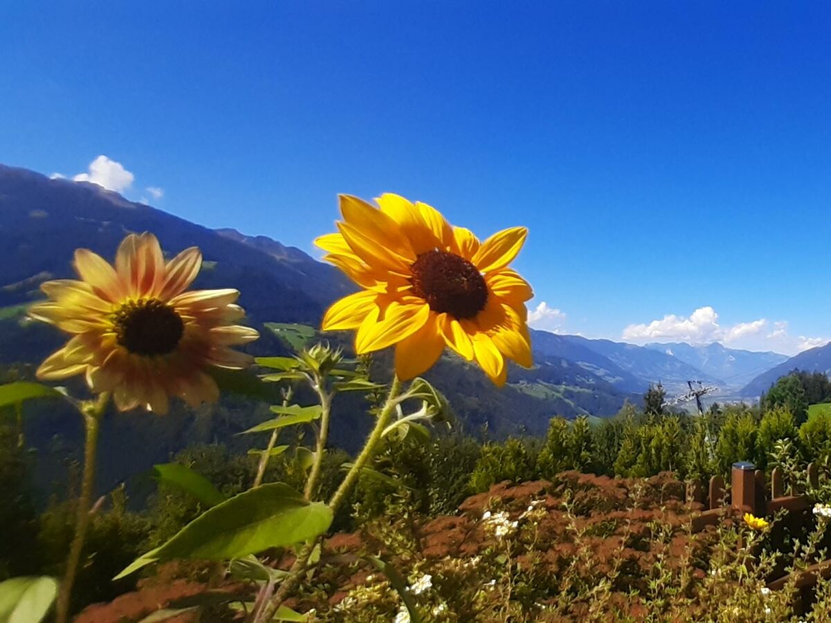Apartment Ferienwohnung Eberharter Rohrberg - Outdoor photo 4