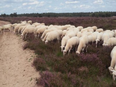 Holiday park Terraced Home in Netherlands near Veluwe - Environment photo 16