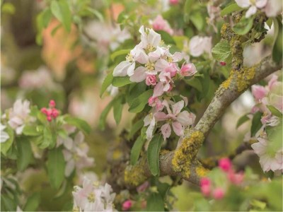 Holiday park Elegant Wieringer Villa - Environment photo 23