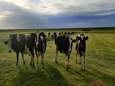 Holiday park Elegant Wieringer Villa - Environment photo 29