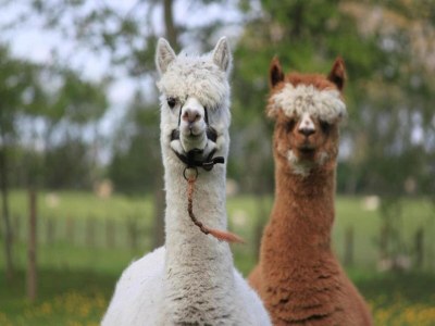 Holiday park Elegant Wieringer Villa - Environment photo 34