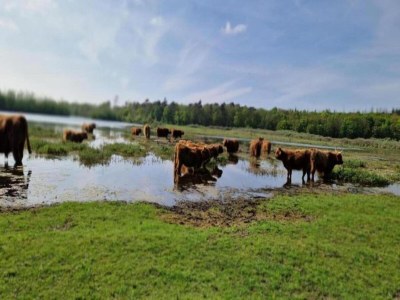 Holiday park Elegant Wieringer Villa - Environment photo 36