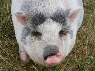 Holiday park Moderne holländische Villa mit Terrasse - Environment photo 27