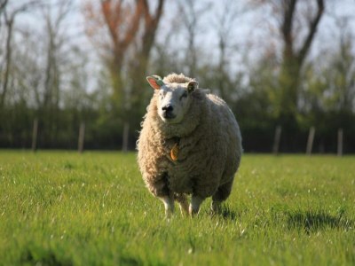 Holiday park Comfortable Coastal Getaway - Environment photo 21