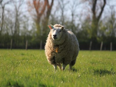 Holiday park Chalet in Wiringherlant near the Coast - Environment photo 32